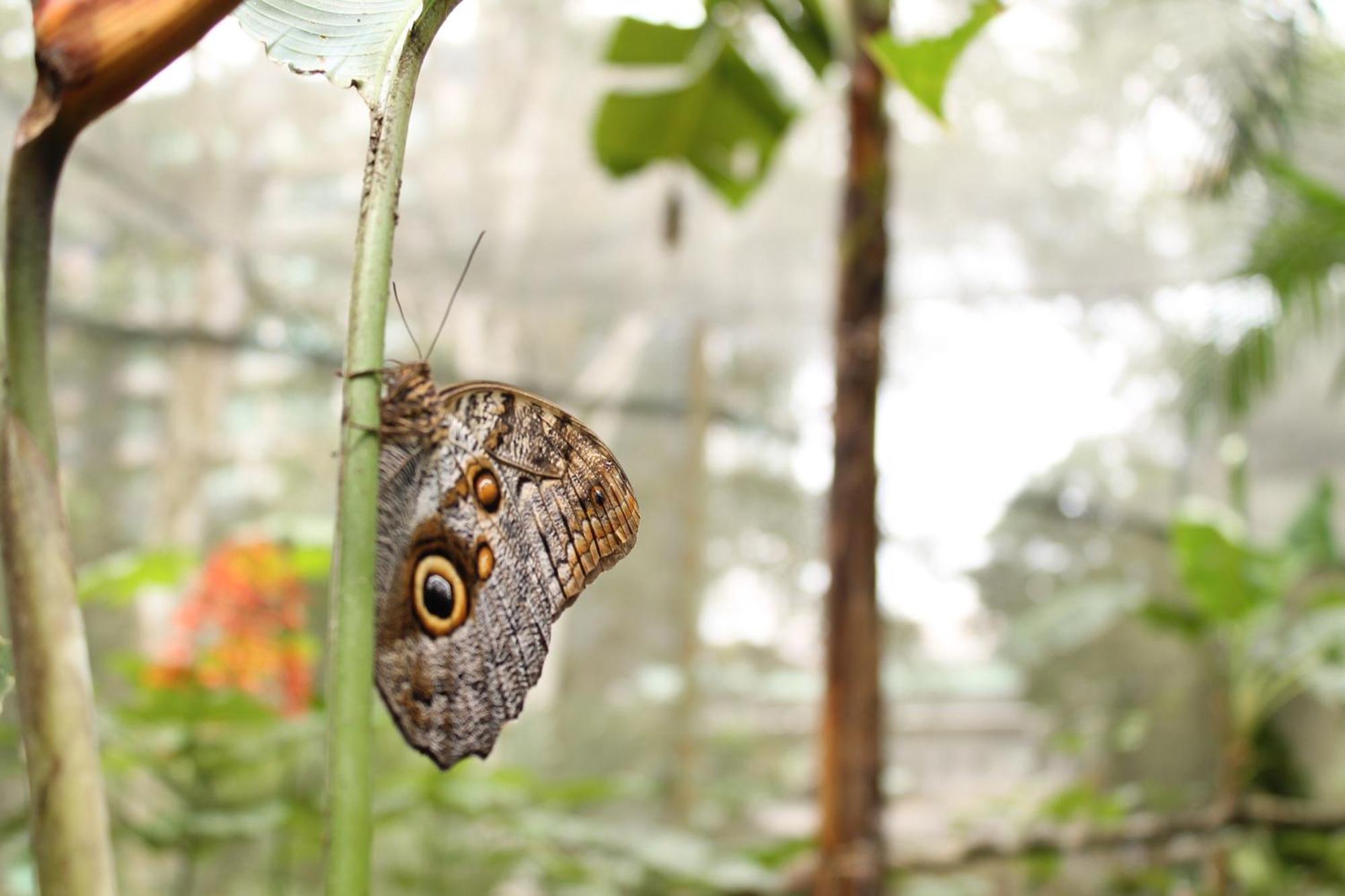 Summit Rainforest Golf & Hotel Panama (ville)